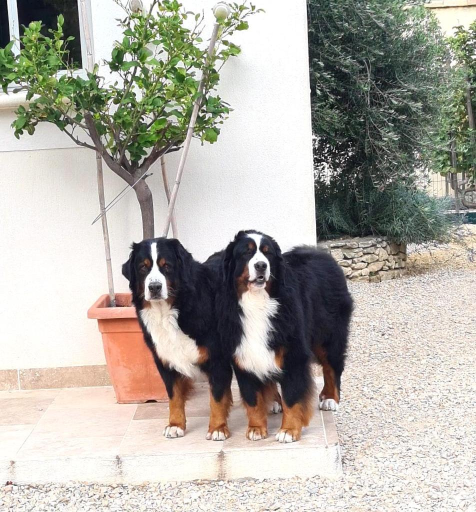Vakantiehuis Mazet Independant Pour 2 Personnes A St Remy Saint-Rémy-de-Provence